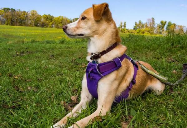 A tan and white dog lying in a grassy field, wearing a purple dog harness