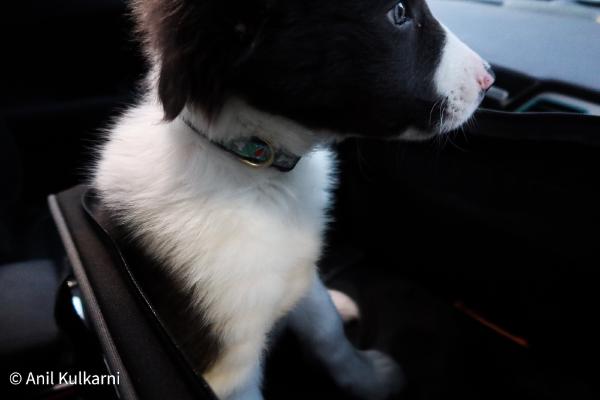 Backseat Driver
