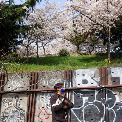 Cherry Blossoms in the City