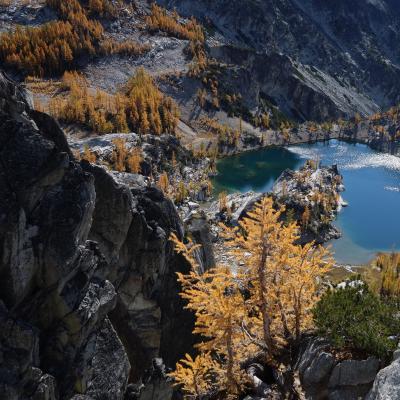 larch