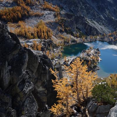 larch