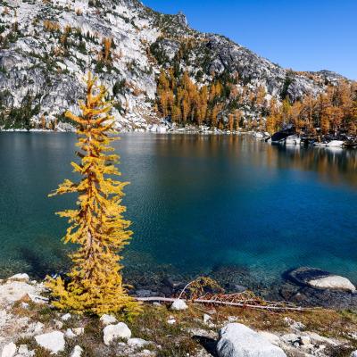 Christmas Tree larch