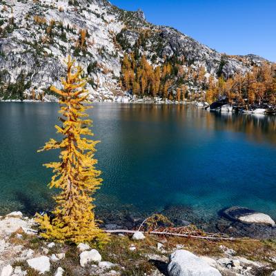 Christmas Tree larch
