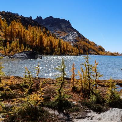 squiggly larches