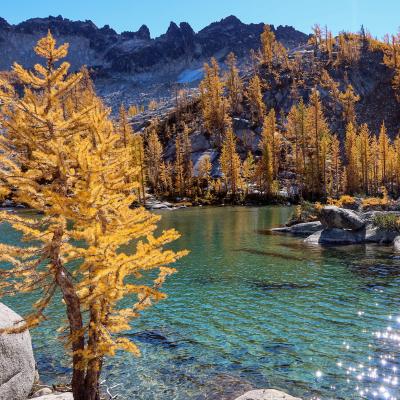 larches by Perfection