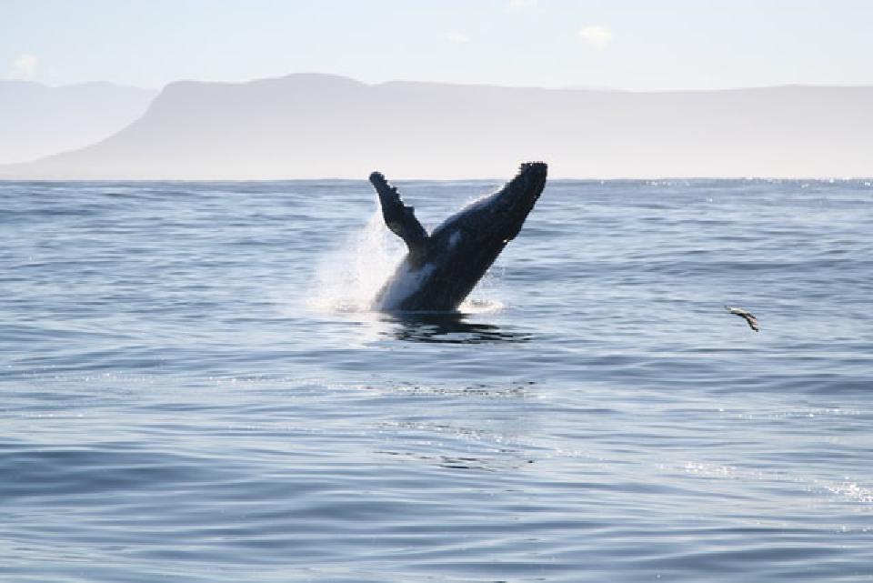 A whale, coming out of the water